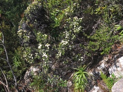 Ozothamnus ledifolius