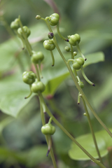 Pyrola renifolia