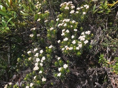 Ozothamnus ledifolius