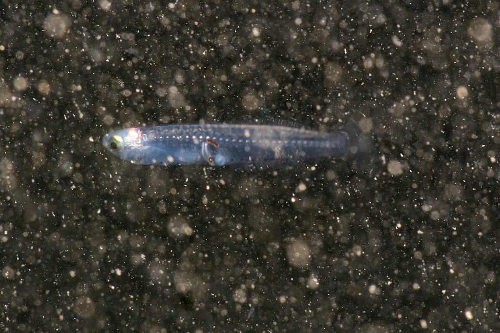 Crystal goby (Crystallogobius linearis) — Gobiidae