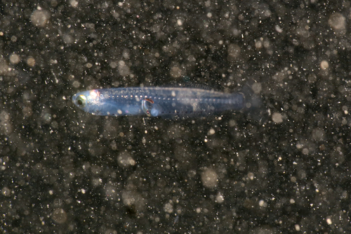 Crystal goby (Crystallogobius linearis) — Gobiidae