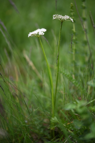 Endressia (Endressia pyrenaica)