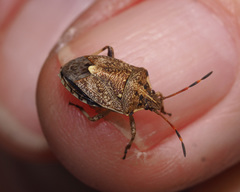 Oncocoris geniculatus