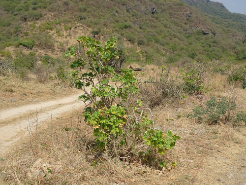 Jatropha dhofarica, photograph 1