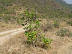 Jatropha dhofarica, photograph Joey Bom, CC BY, iNaturalist via GBIF