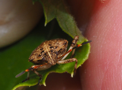 Oncocoris geniculatus