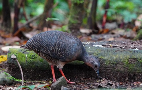 Black-capped Tinamou (Crypturellus atrocapillus), photo 5