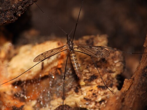 Unknown species found near Monmouth County, US-NJ, US