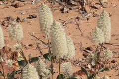 Ptilotus nobilis