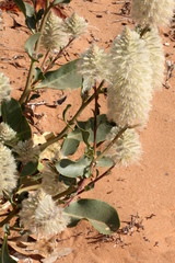 Ptilotus nobilis