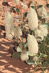 Ptilotus nobilis