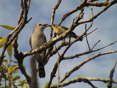Chrysococcyx minutillus