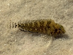 Featherduster Blenny photo 2