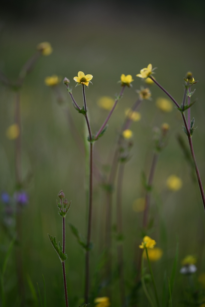 Geum hispidum; photograph (c) Flavien Saboureau, some rights reserved (CC BY)