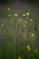 Geum hispidum