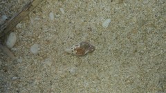 Peristernia reincarnata