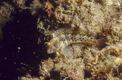 Parablennius intermedius