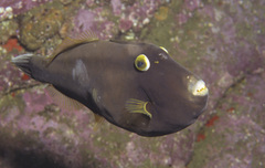 Eubalichthys bucephalus