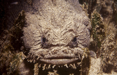 Batrachomoeus dubius