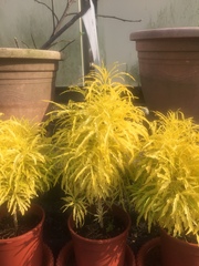 Melicope denhamii