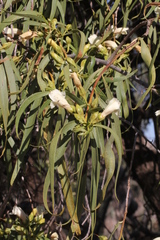 Eremophila bignoniiflora