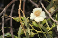 Eremophila bignoniiflora