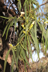 Eremophila bignoniiflora