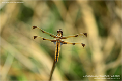 Libellula angelina