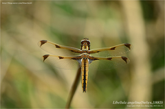 Libellula angelina