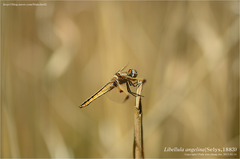 Libellula angelina