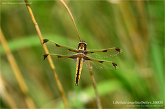 Libellula angelina