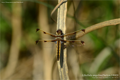 Libellula angelina