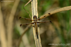 Libellula angelina