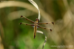 Libellula angelina