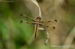 Libellula angelina