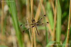 Libellula angelina