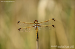 Libellula angelina