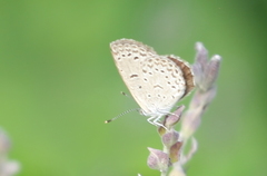 Zizeeria knysna knysna