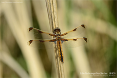 Libellula angelina