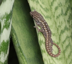 Lygodactylus angularis