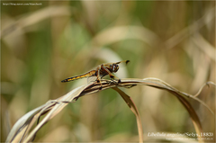 Libellula angelina