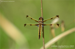 Libellula angelina