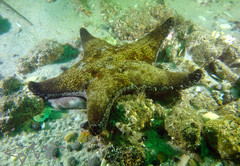 Anthenea sidneyensis