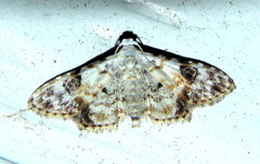 Araeopteron epiphracta