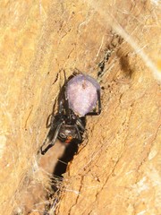 Latrodectus umbukwane