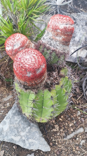 Melocactus levitestatus