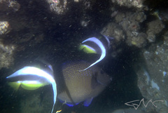 Prionurus maculatus