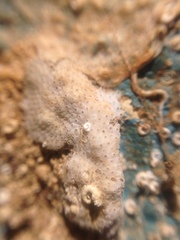 Bryozoa