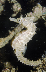 Hippocampus whitei