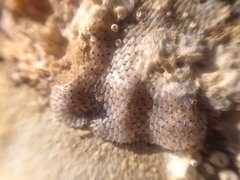 Bryozoa